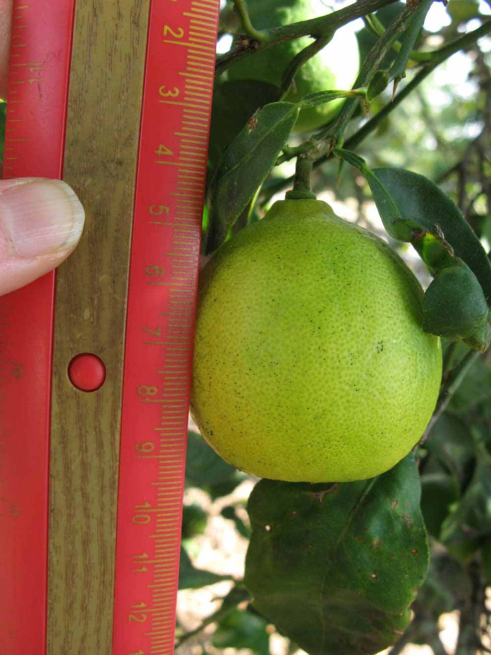            Fruit (Key, Winter Haven, FL)   